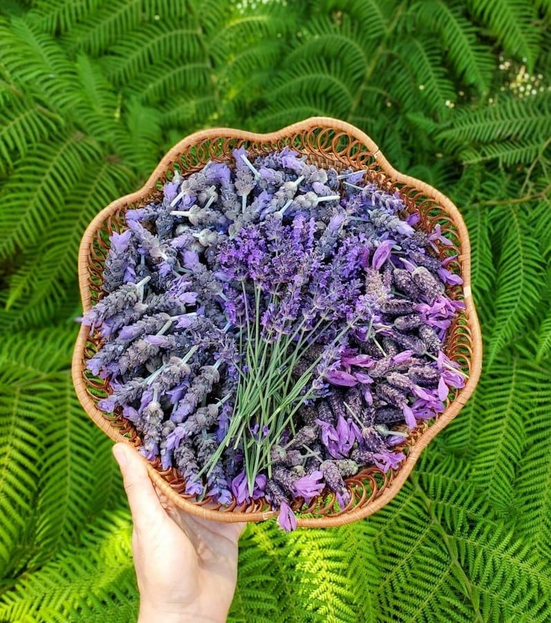 A hand holding a round wicker basket full of several varieties of lavender buds including French, English and Spanish