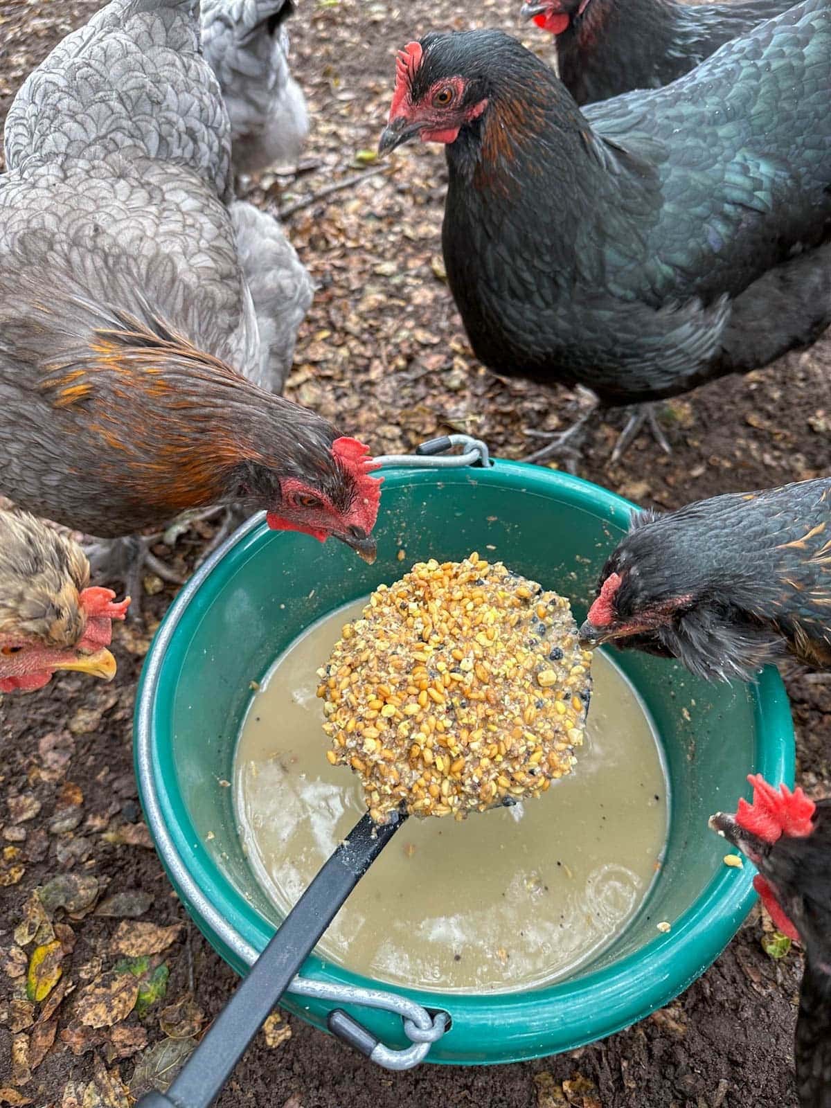 A large slotted spoon holding a scoop of fermented chicken feed grains over a bucket of liquid, with five chickens peering to the bucket and trying to eat off the spoon