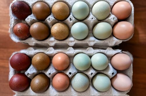 Two one dozen containers of fresh eggs lined up by color from light brown, to blue, to green, and very dark brown.