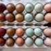 Two one dozen containers of fresh eggs lined up by color from light brown, to blue, to green, and very dark brown.
