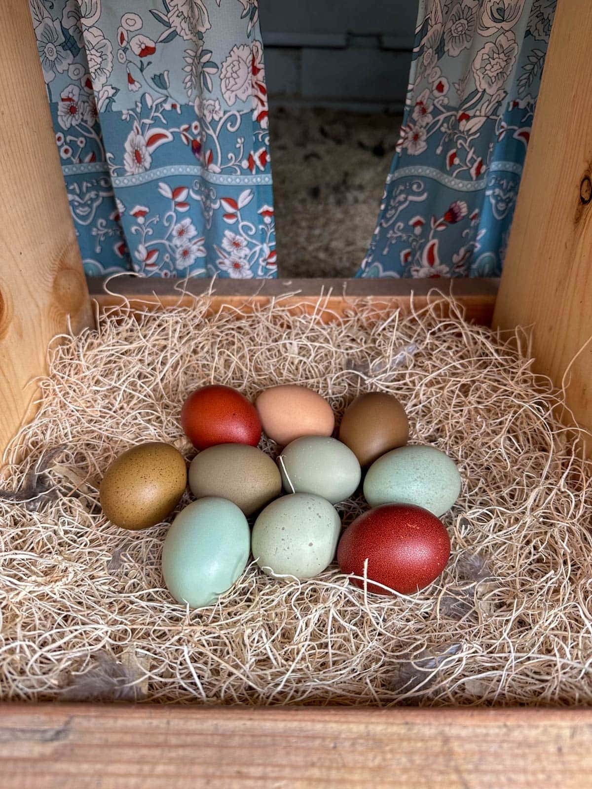 A nest box contains a large clutch of eggs that range in color from brown, to blue, to green.