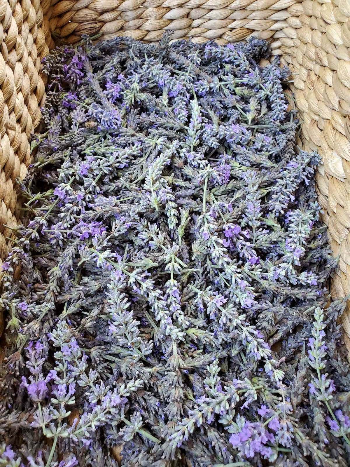 Long, slender, purple flowers on sage green stems sit a top one another piled high in a wicker basket. 