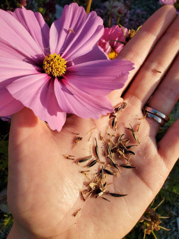 SeedSaving 101 How to Save Seeds from Annual Flowers Homestead and