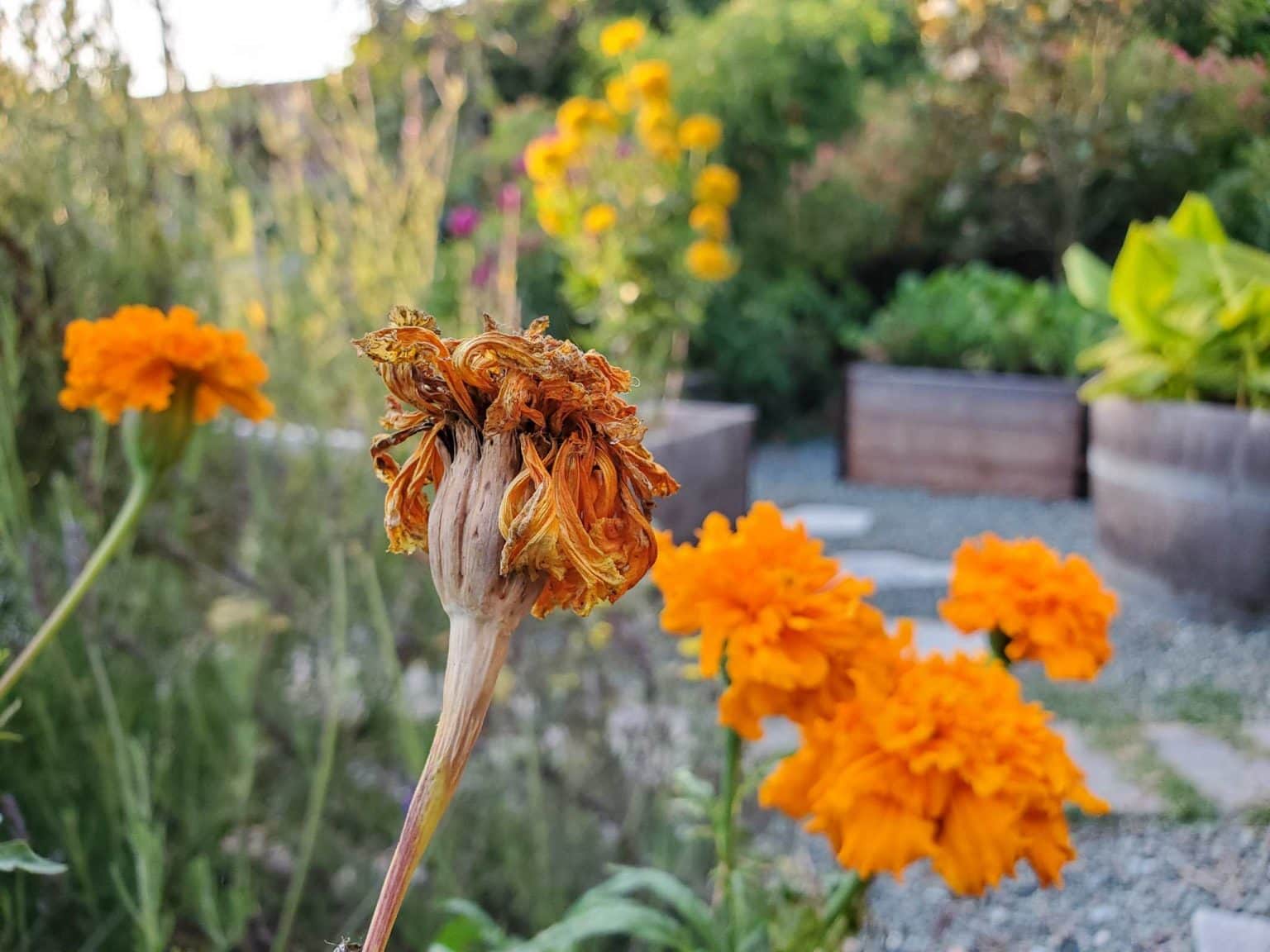 SeedSaving 101 How to Save Seeds from Annual Flowers Homestead and