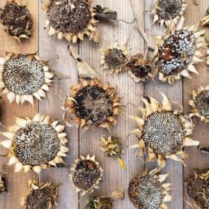 Many harvested sunflower heads are dried, laying out on a wood table. The seeds have fully formed and their petals have fallen off.