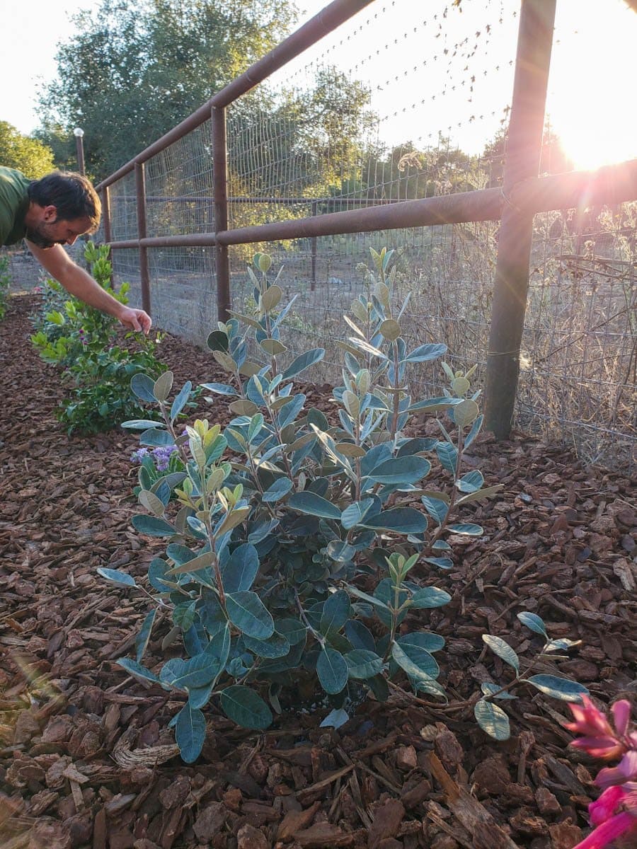 a young, 2-foot tall pineapple guava plant planted along a fence line with fresh chunk bark mulch alll around it's base