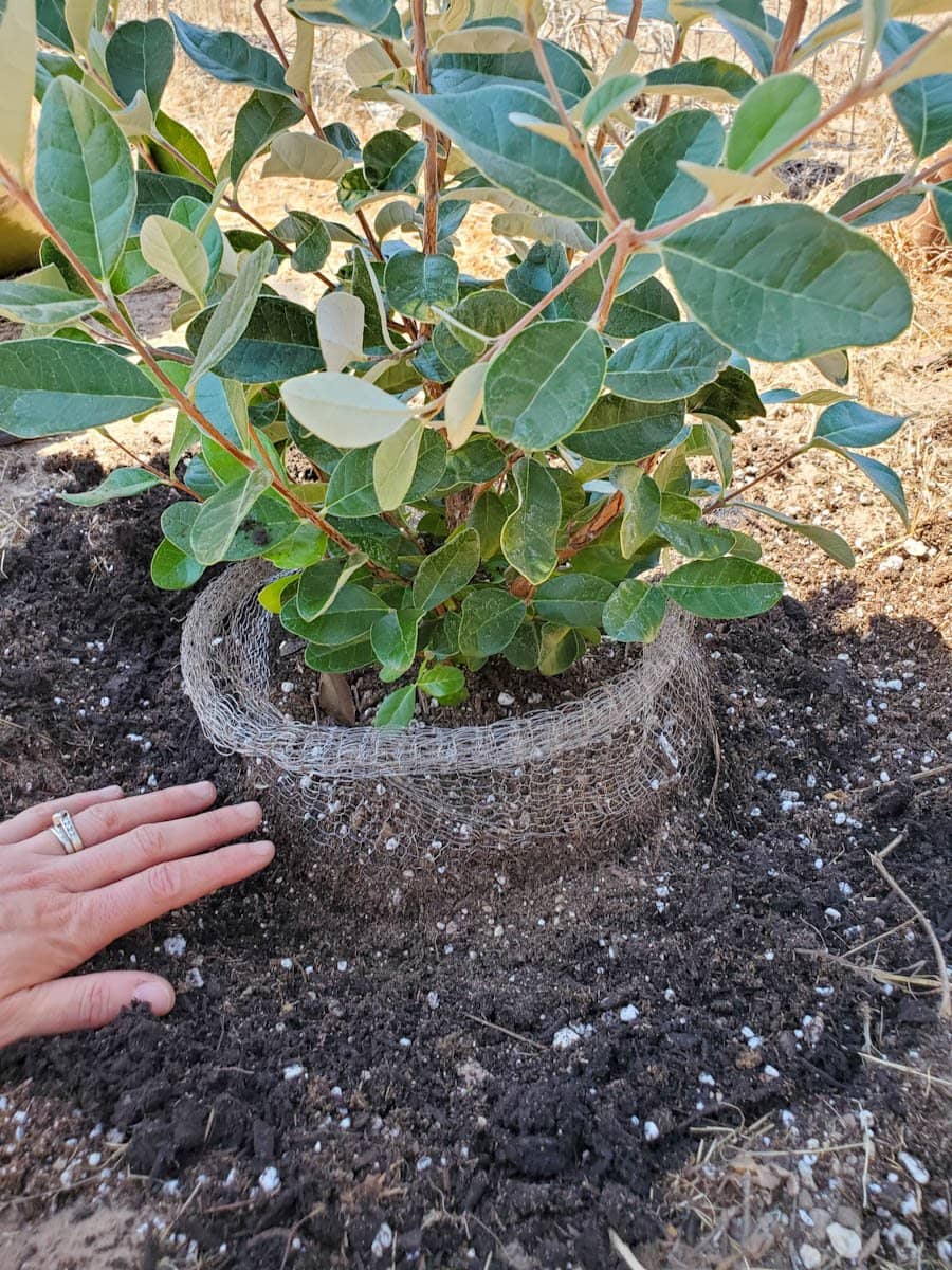 a close up of a pineapple guava shrub being planted in the soil, with a wire mesh basket surrounding the root ball for gopher protection