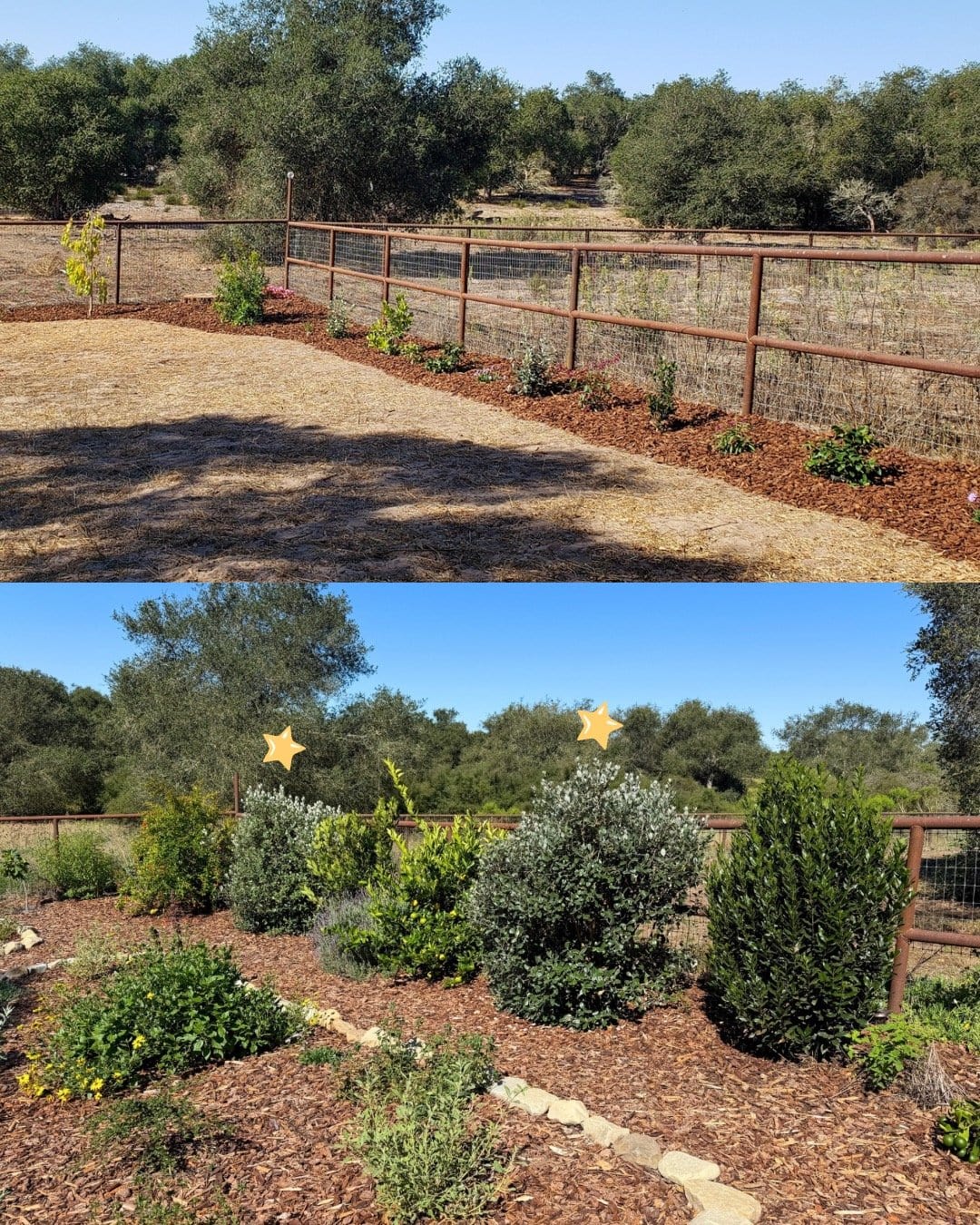 A before and after photo of the same rural fenceline, 5 years apart. The first image shows a row of about 10 very small shrubs, just planted. The next photo shows the shrubs have grown in so large and full that they're now blocking the 4 to 5 foot fence behind them.