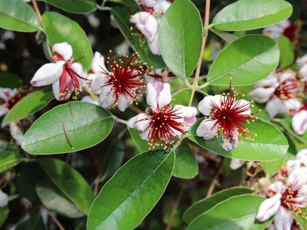 How to Grow Pineapple Guava (Feijoa) ColdHardy Tropical Fruit