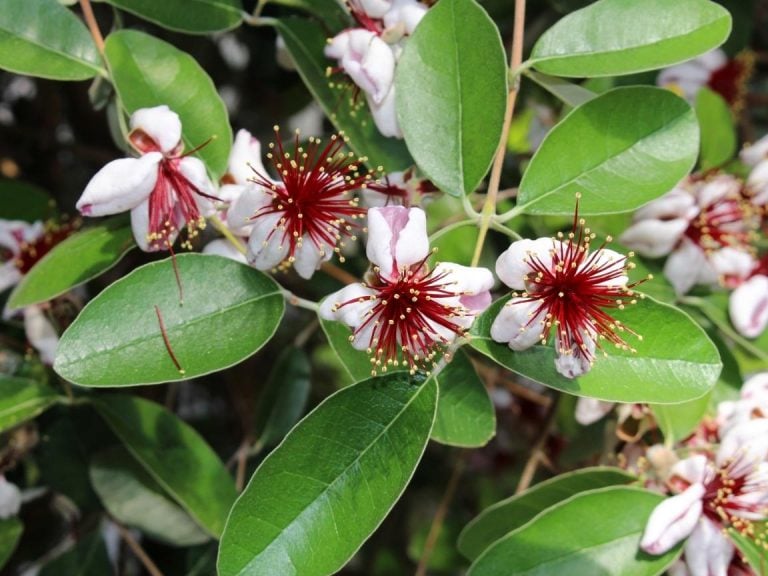 How to Grow Pineapple Guava (Feijoa) ColdHardy Tropical Fruit