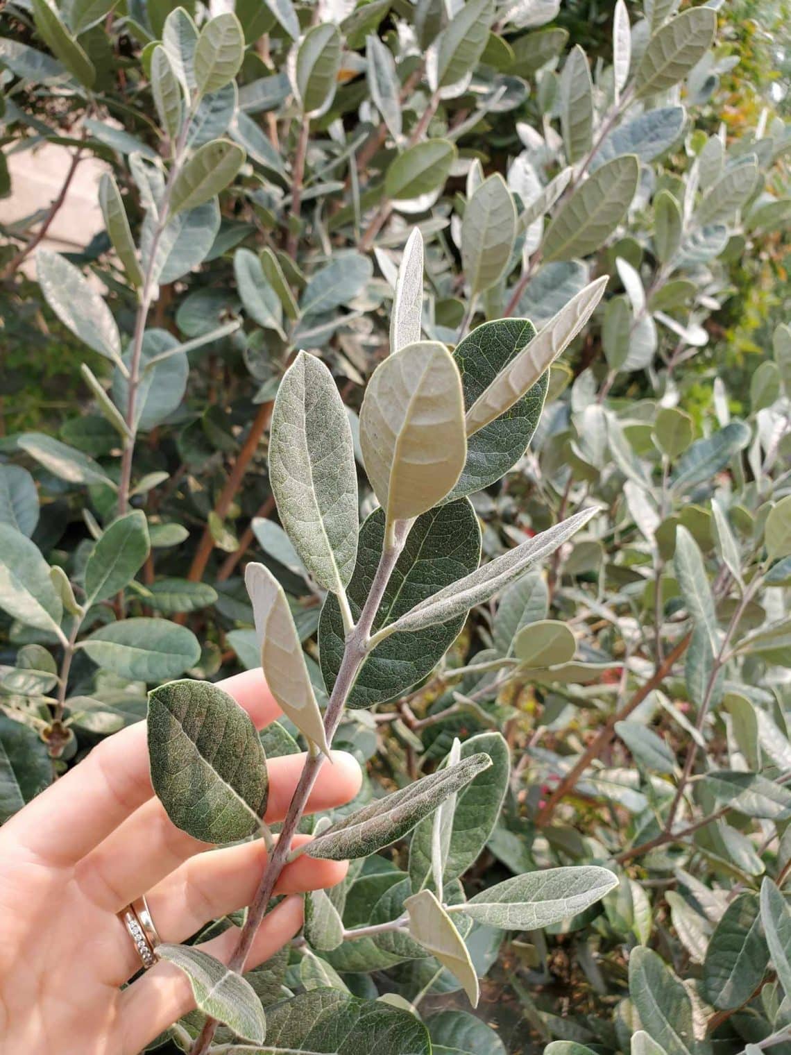 How to Grow Pineapple Guava (Feijoa) ColdHardy Tropical Fruit