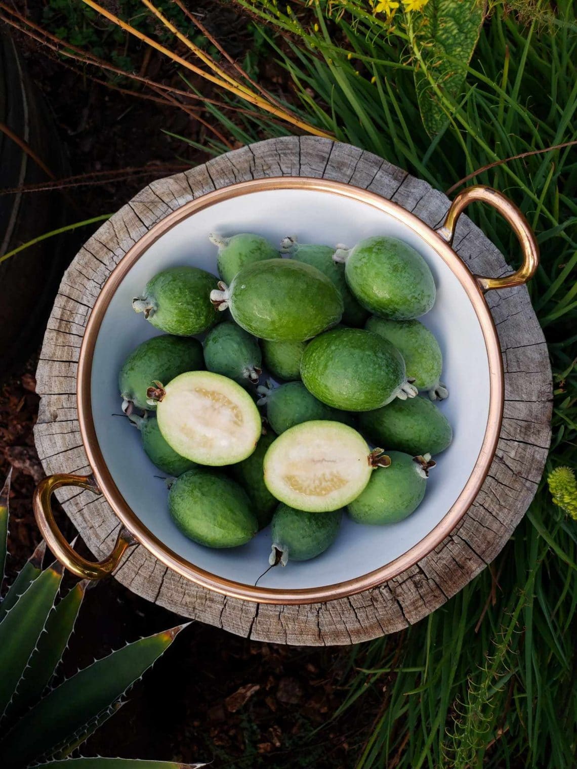 How to Grow Pineapple Guava (Feijoa) ColdHardy Tropical Fruit