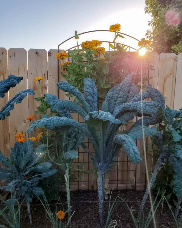 How to Grow Kale Guide to Plant, Harvest & Use Kale Homestead and Chill
