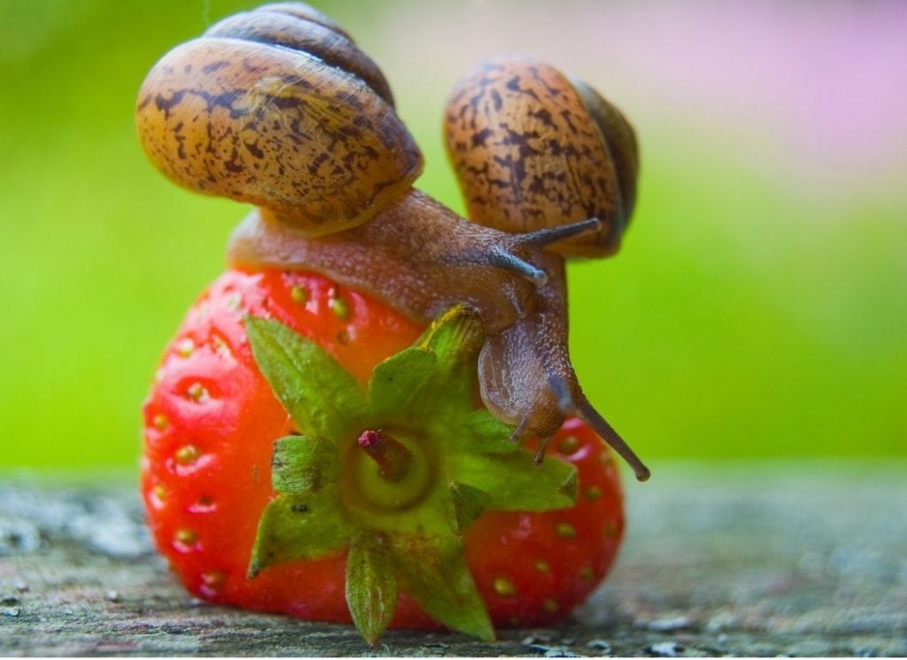 Organic Slug & Snail Control 10 Ways to Stop Snails or Slugs