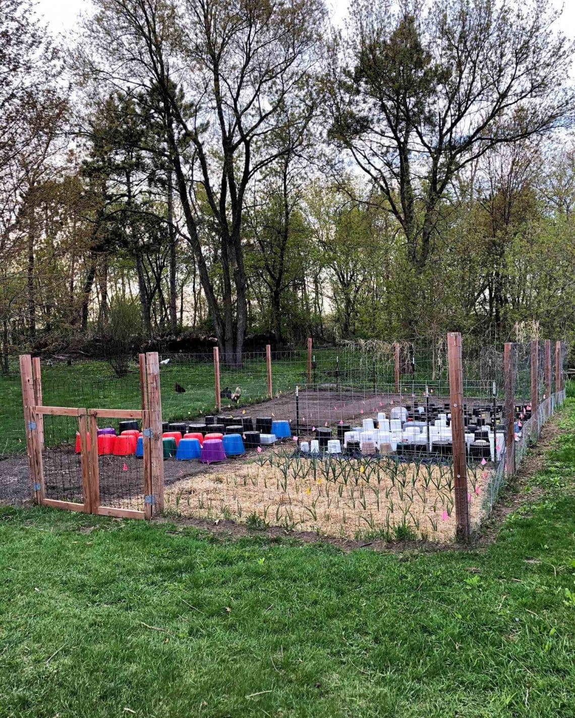 7 Ways to Protect Plants From Frost Damage Homestead and Chill