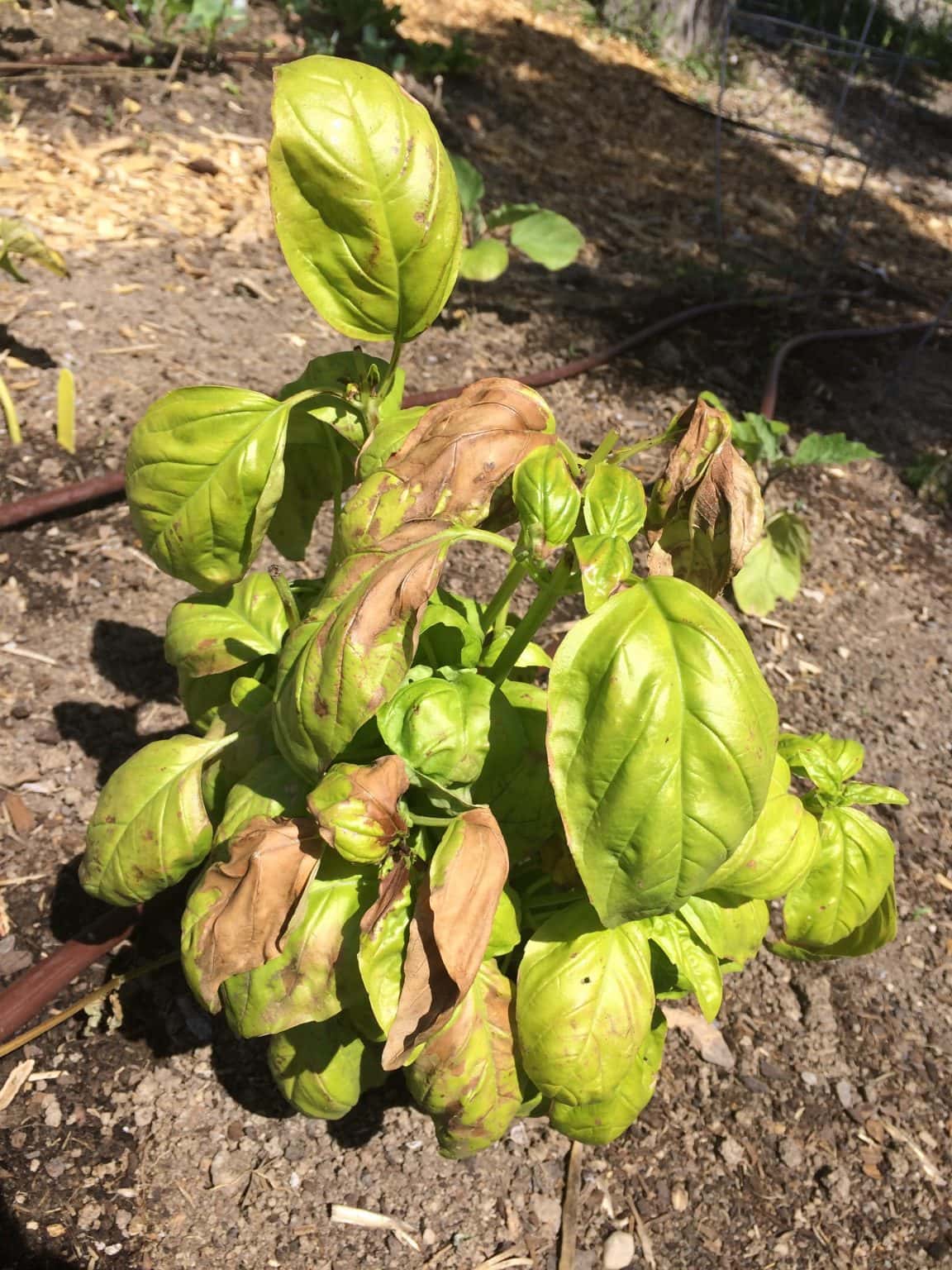 7 Ways to Protect Plants From Frost Fabric Garden Bed Covers and More