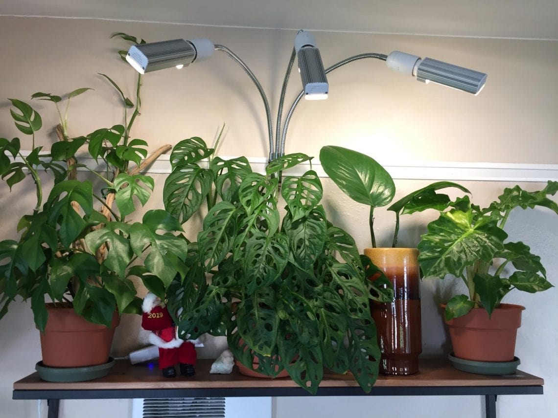 Using Grow Lights for Seedlings or Indoor Plants ...