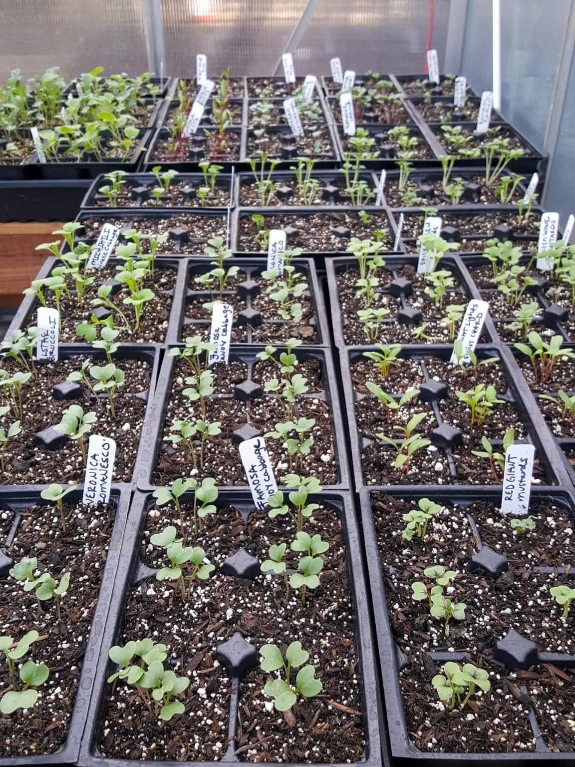 Using Grow Lights for Seedlings or Indoor Plants Homestead and Chill