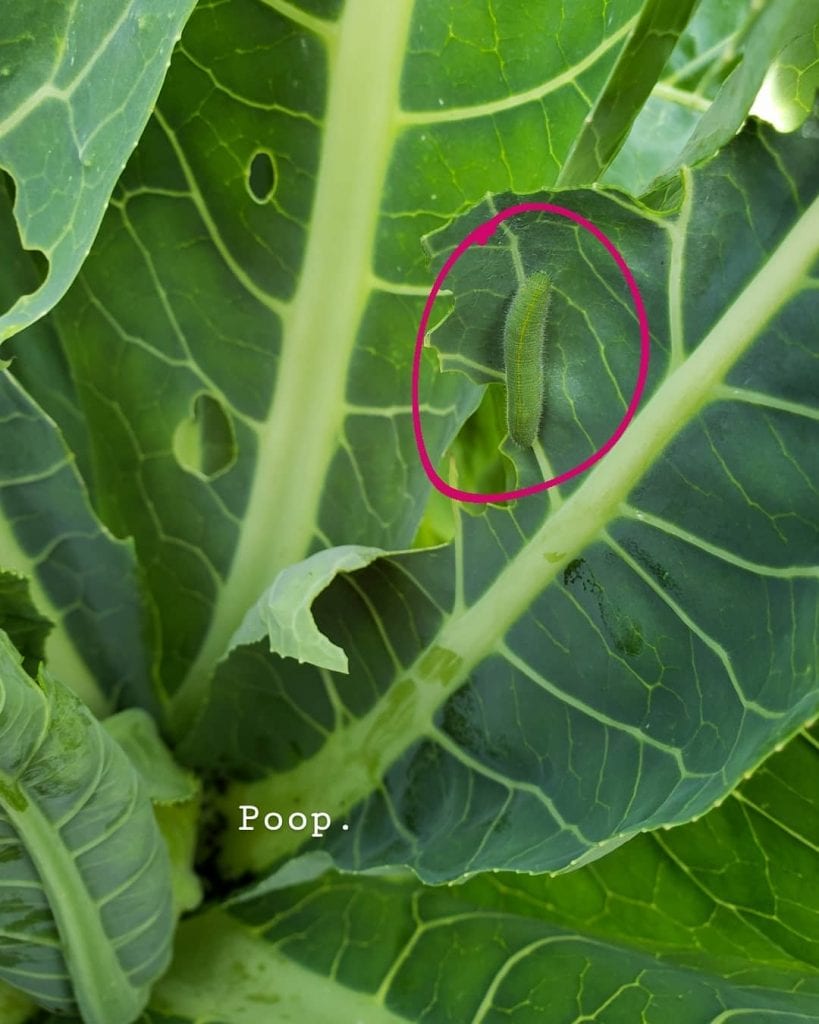 How to Grow Cauliflower from Seed to Harvest Homestead and Chill