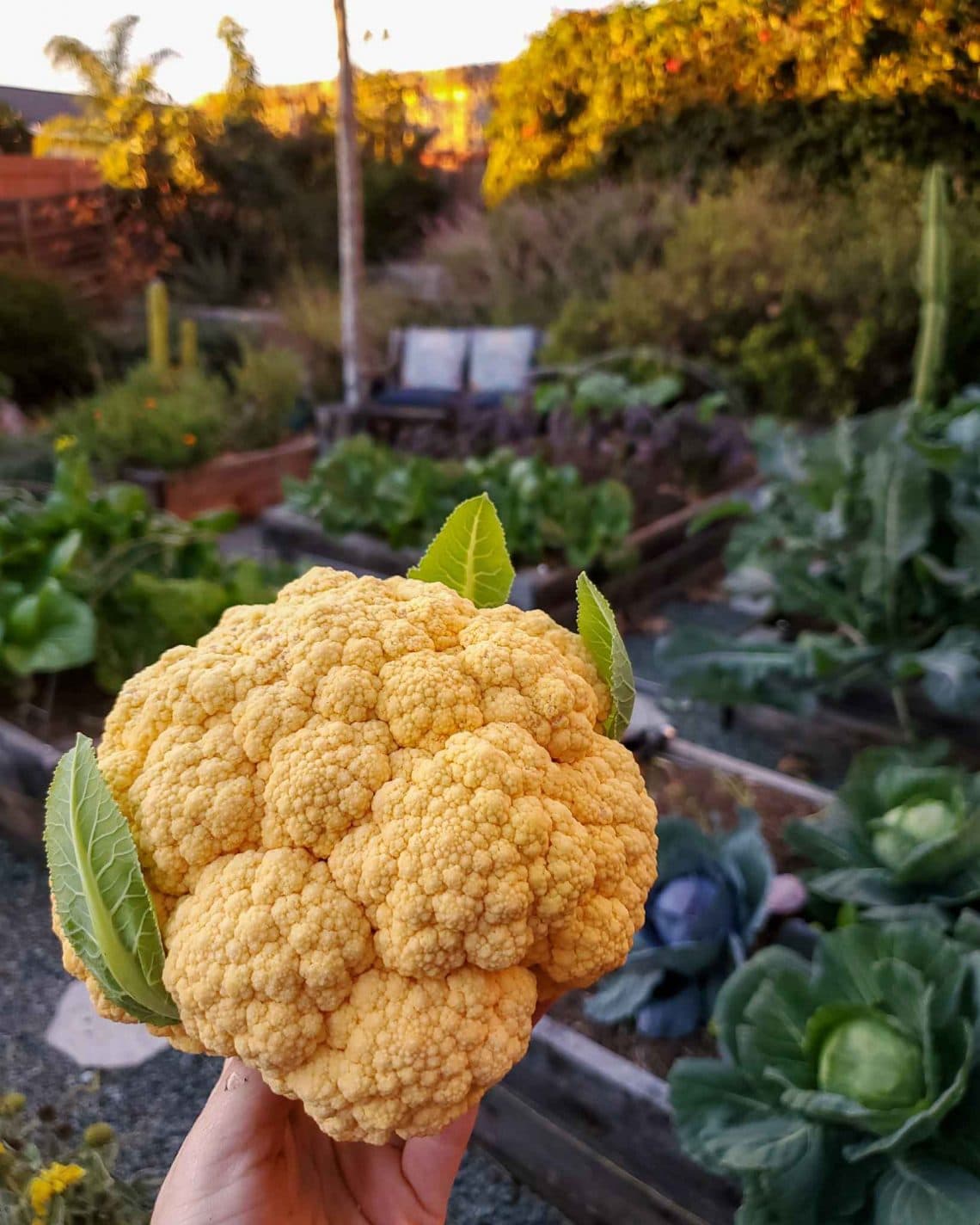 How to Grow Cauliflower from Seed to Harvest Homestead and Chill