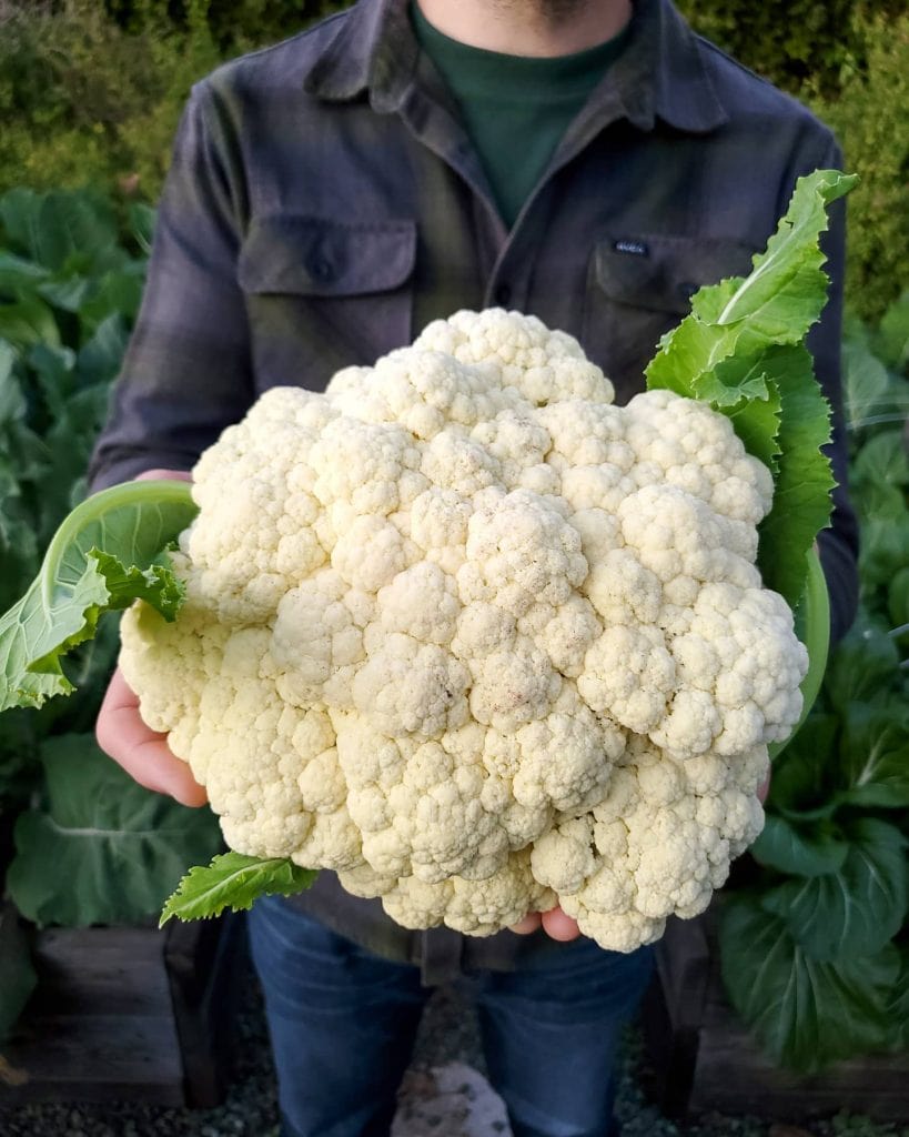 How to Grow Cauliflower from Seed to Harvest Homestead and Chill
