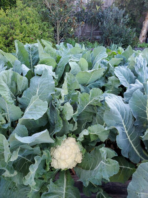 How to Grow Cauliflower from Seed to Harvest Homestead and Chill
