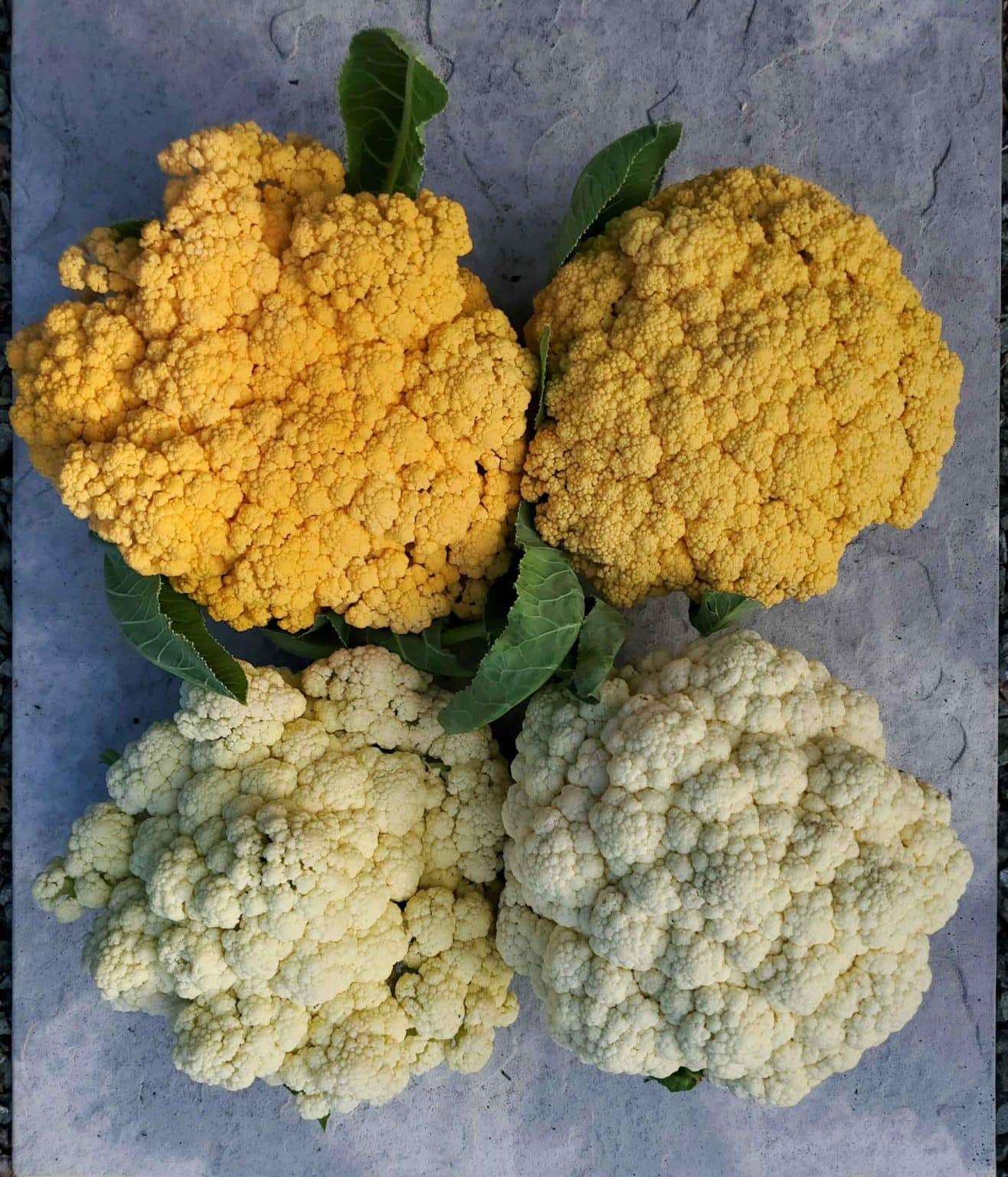 How to Grow Cauliflower from Seed to Harvest Homestead and Chill