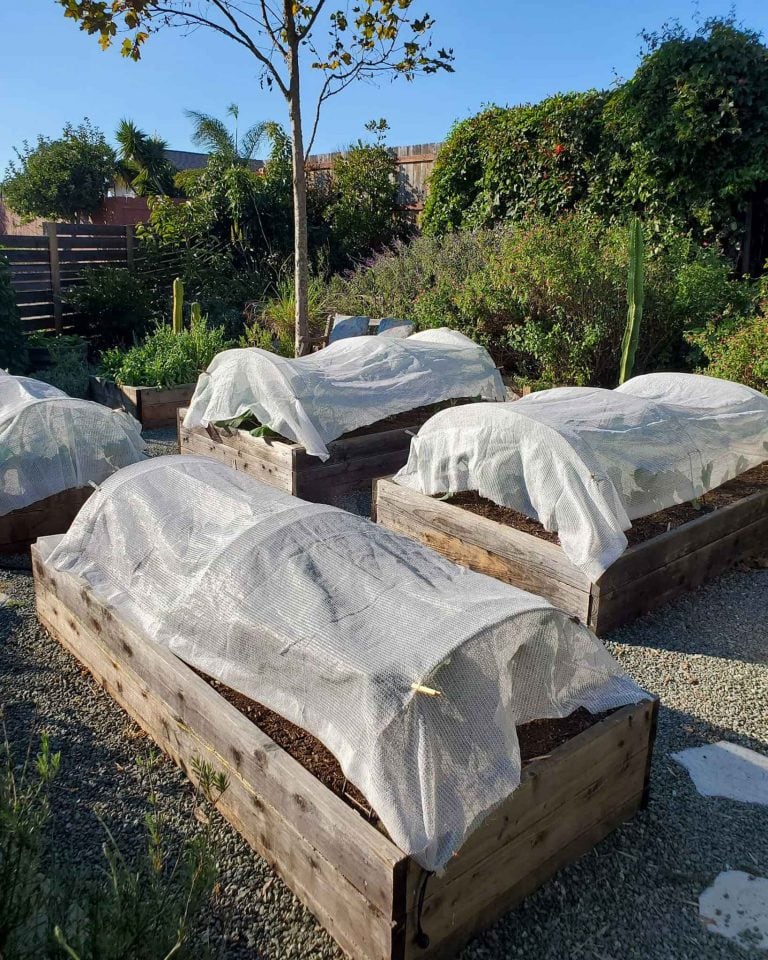 How to Grow Cauliflower from Seed to Harvest Homestead and Chill