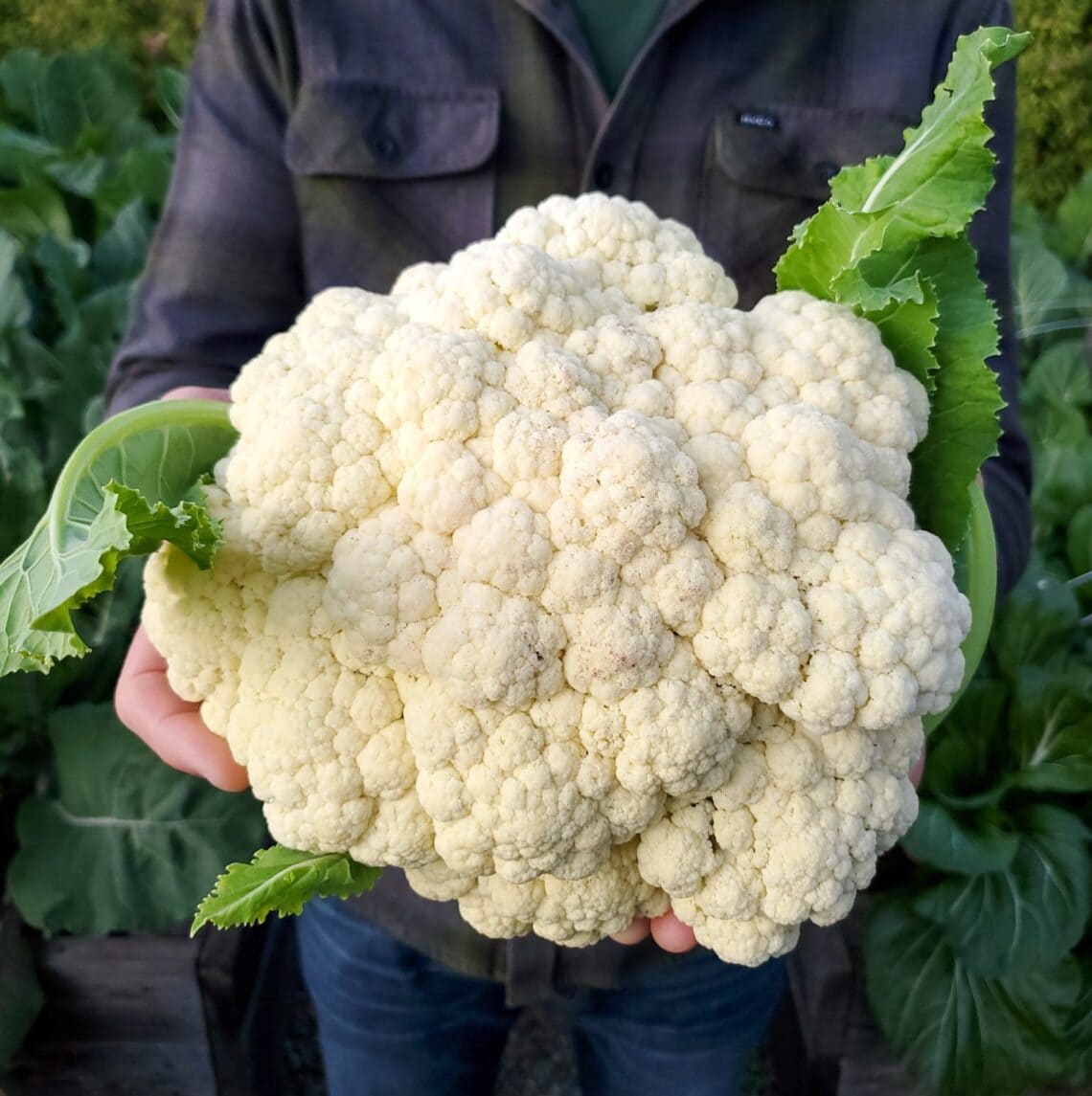 A man holding a very large head of white cauliflower out in front of him, standing in a garden.