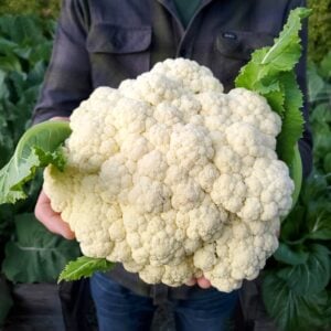 A man holding a very large head of white cauliflower out in front of him, standing in a garden.