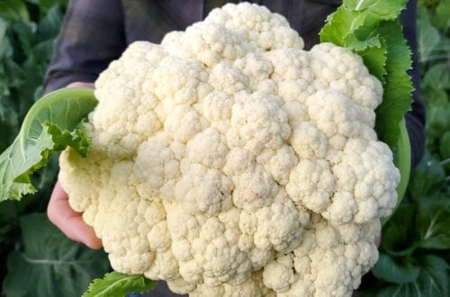 A man holding a very large head of white cauliflower out in front of him, standing in a garden.