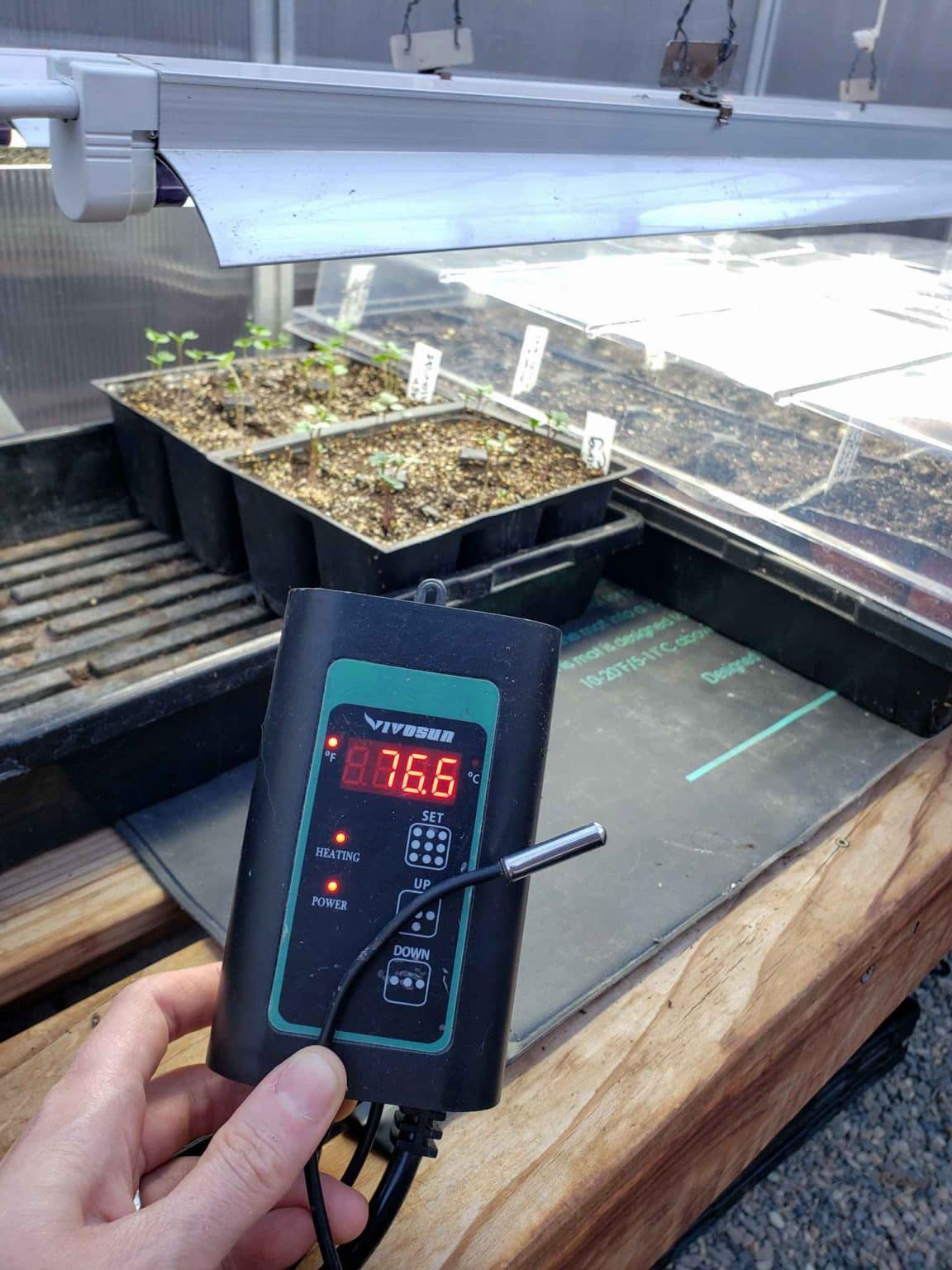 How to Prevent and Fix Leggy Seedlings Homestead and Chill