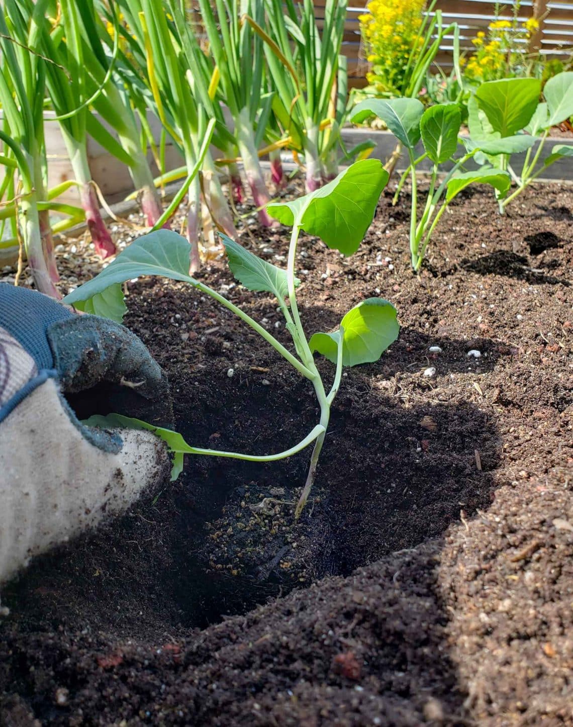 How to Prevent and Fix Leggy Seedlings Homestead and Chill