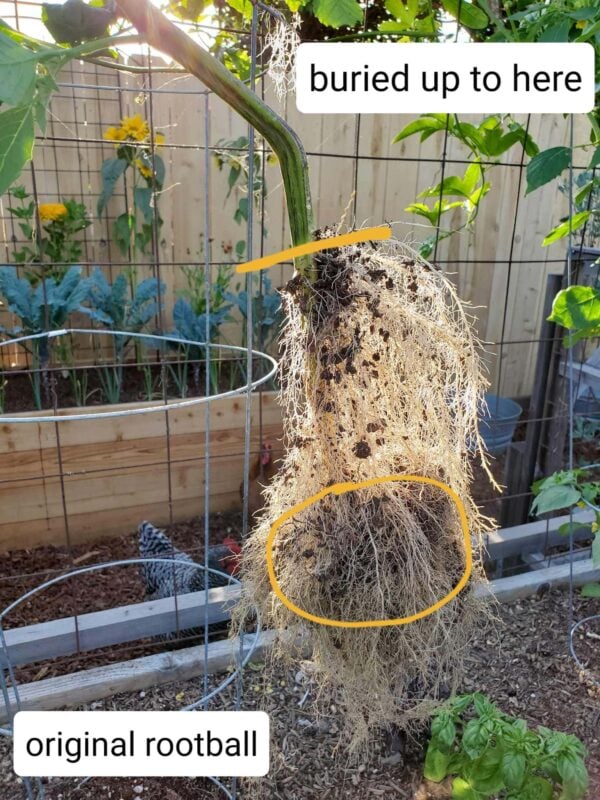 How to Prevent and Fix Leggy Seedlings Homestead and Chill