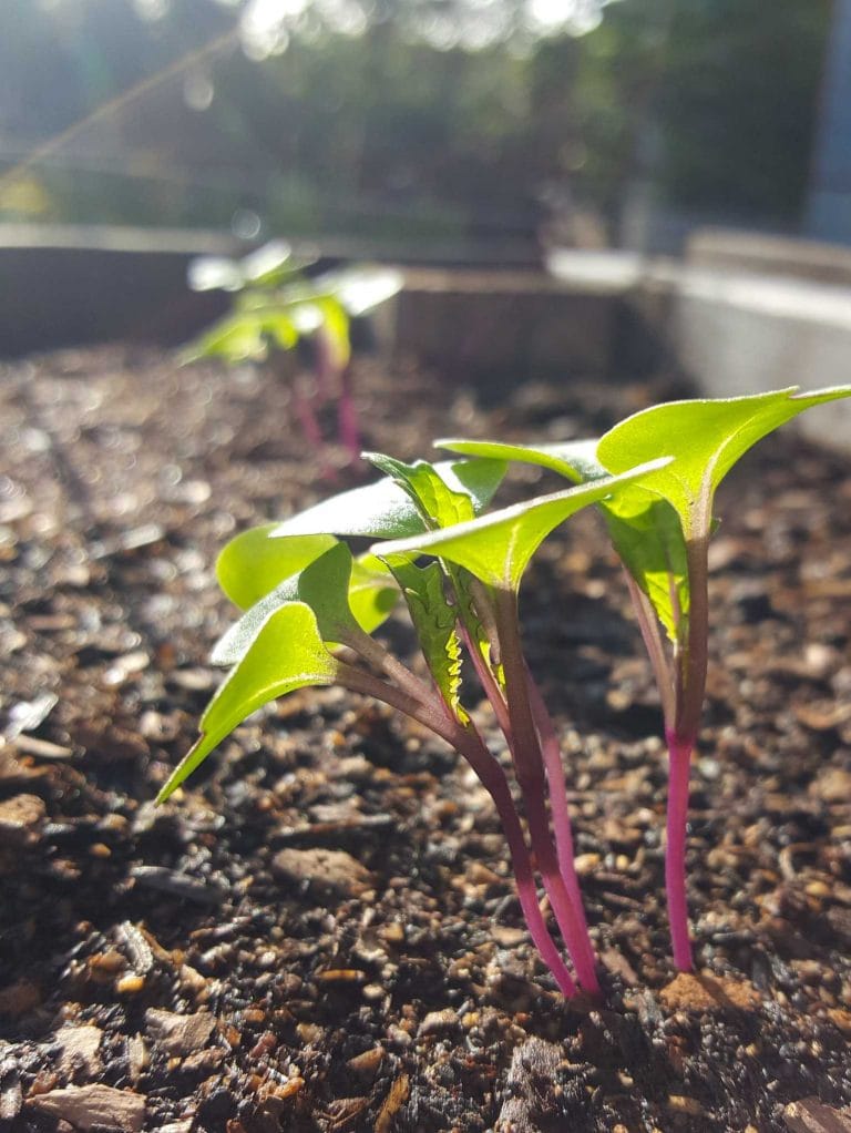 When to Start Seeds Garden Planting Calendars for Every Zone