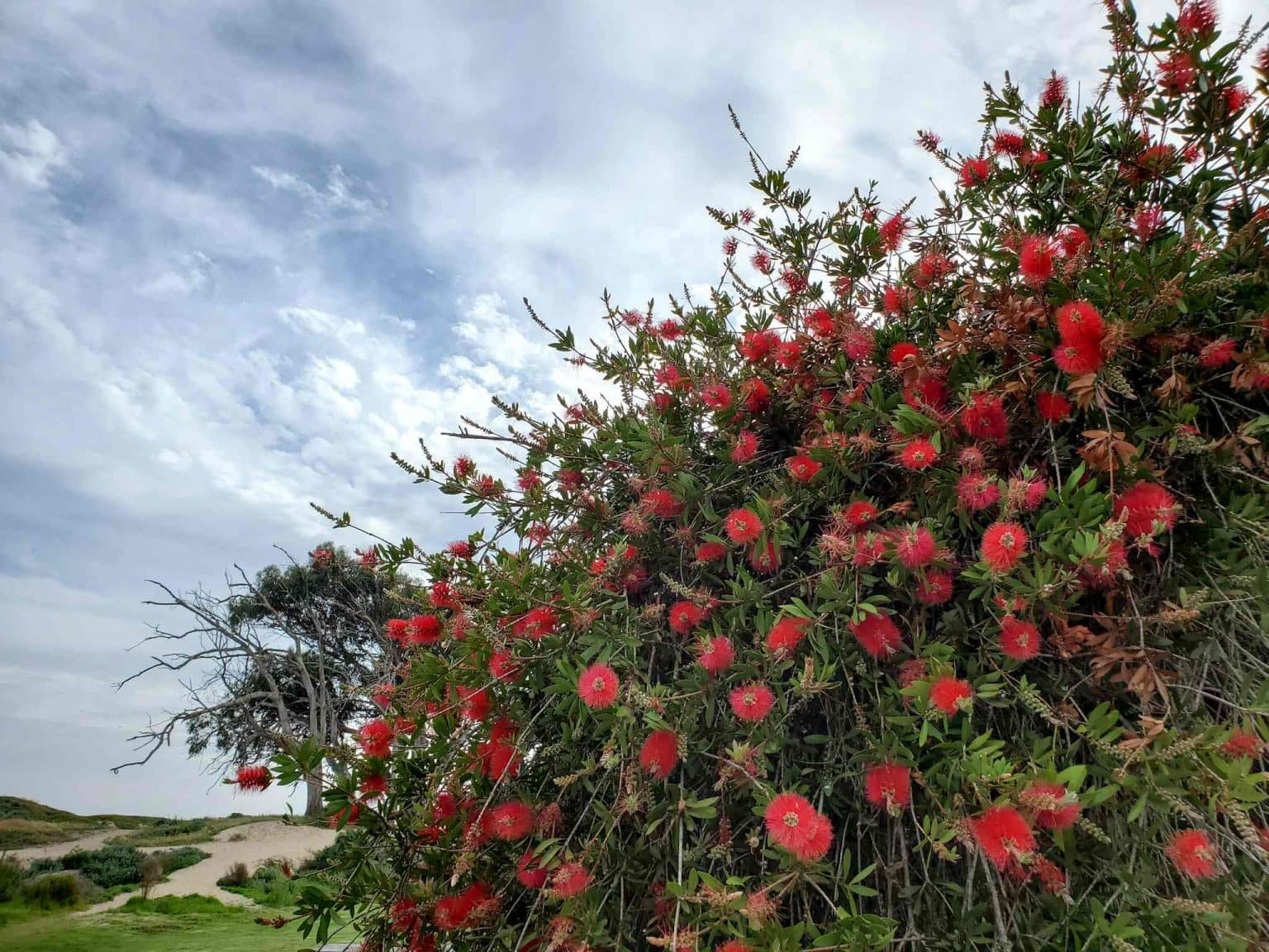 15 Best Flowers to Attract Hummingbirds (with photos) Homestead and Chill