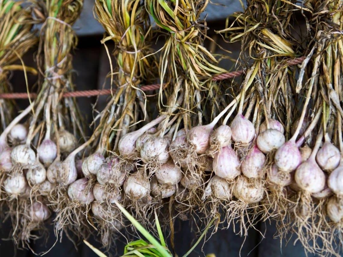 How to Grow Onions from Seed or Sets to Harvest Homestead and Chill