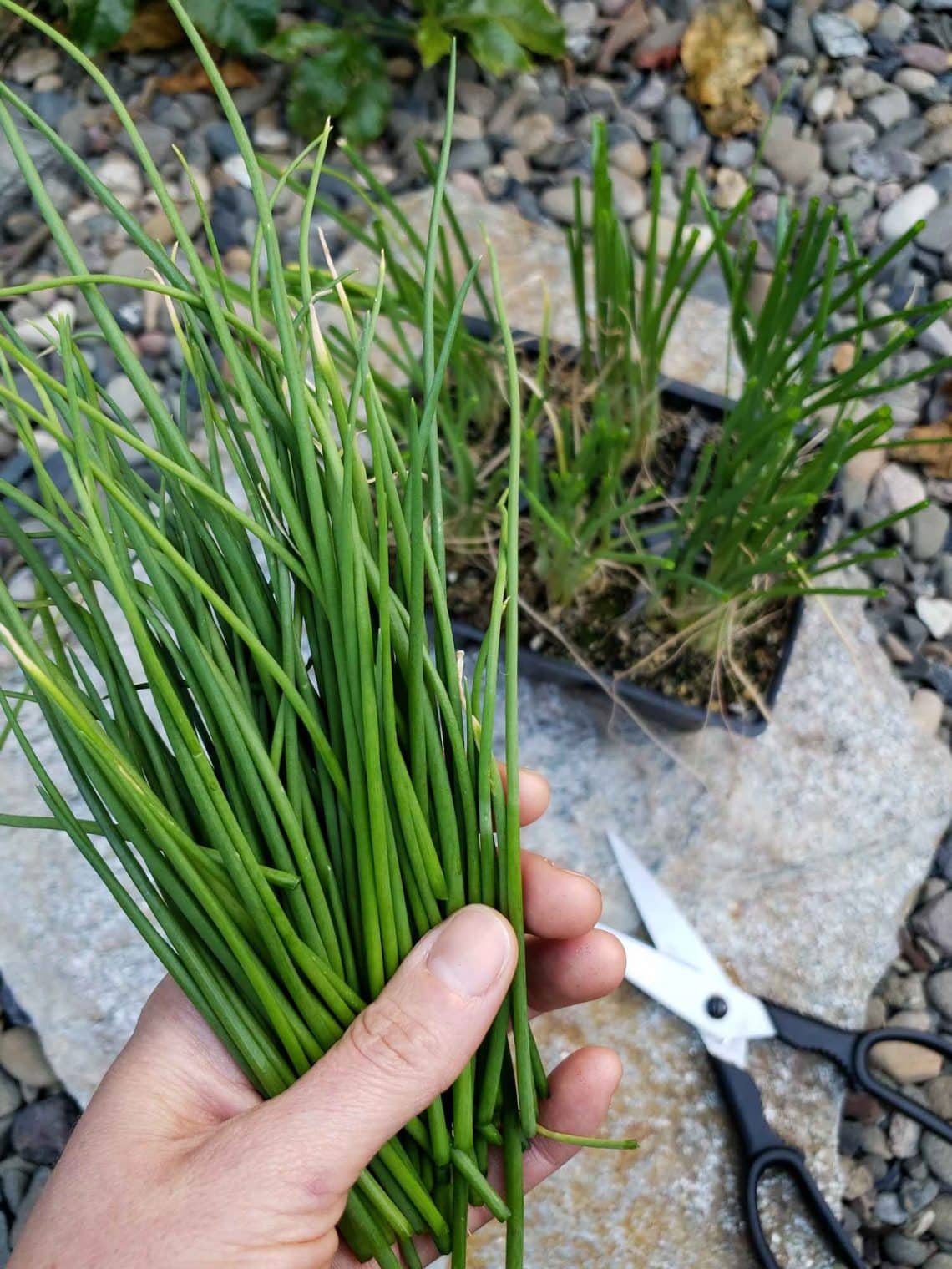 How to Grow Onions from Seed or Sets to Harvest Homestead and Chill