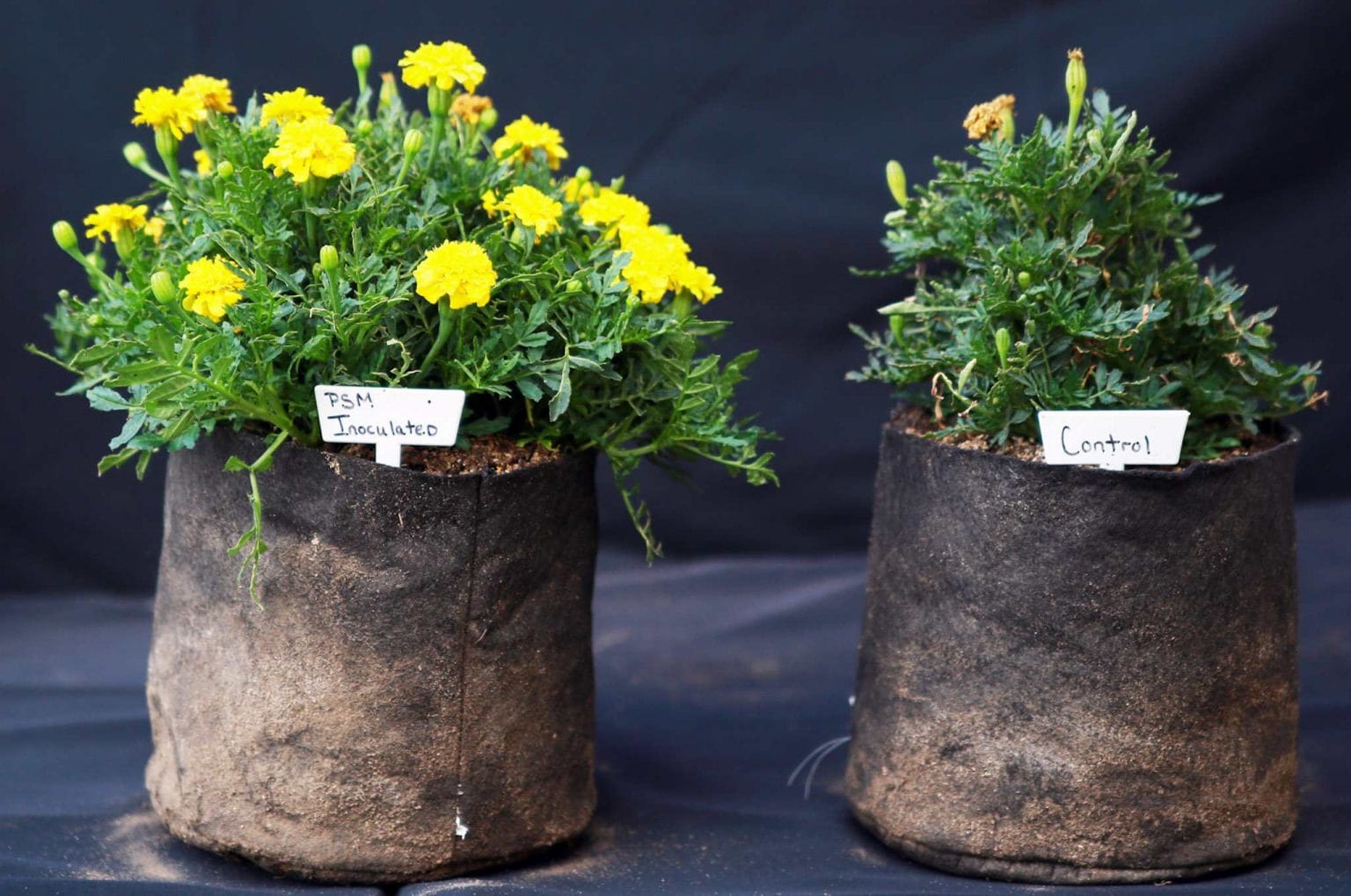 The Benefits of Using Mycorrhizae in the Garden Homestead and Chill