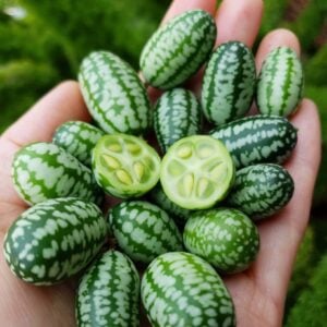 An outstretched hand contains many cucamelons, one of them has been cut in half showing the inside flesh.