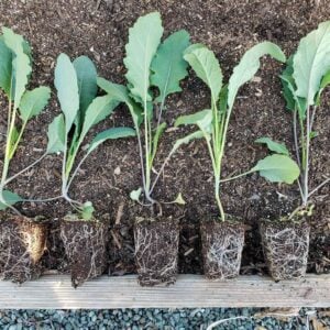 Five young seedlings are laying on top of garden soil with their root balls exposed, ready to be transplanted outdoors.