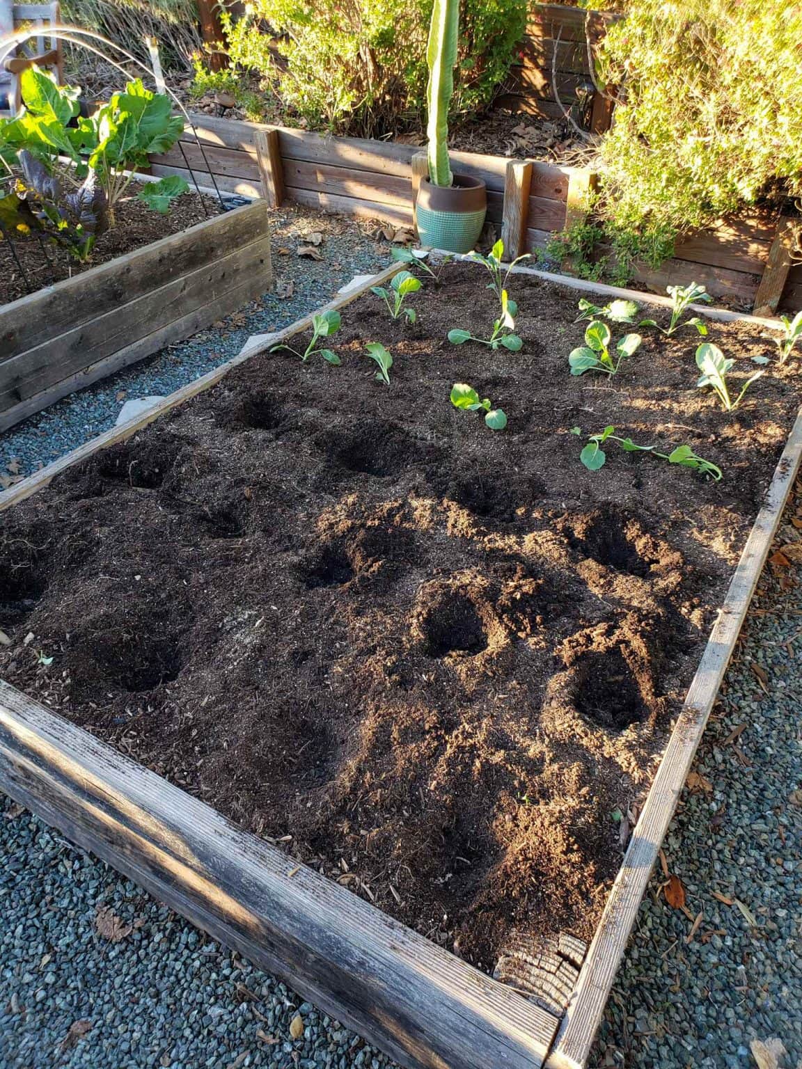 Transplanting Seedlings Outside Tips for Success Homestead and Chill