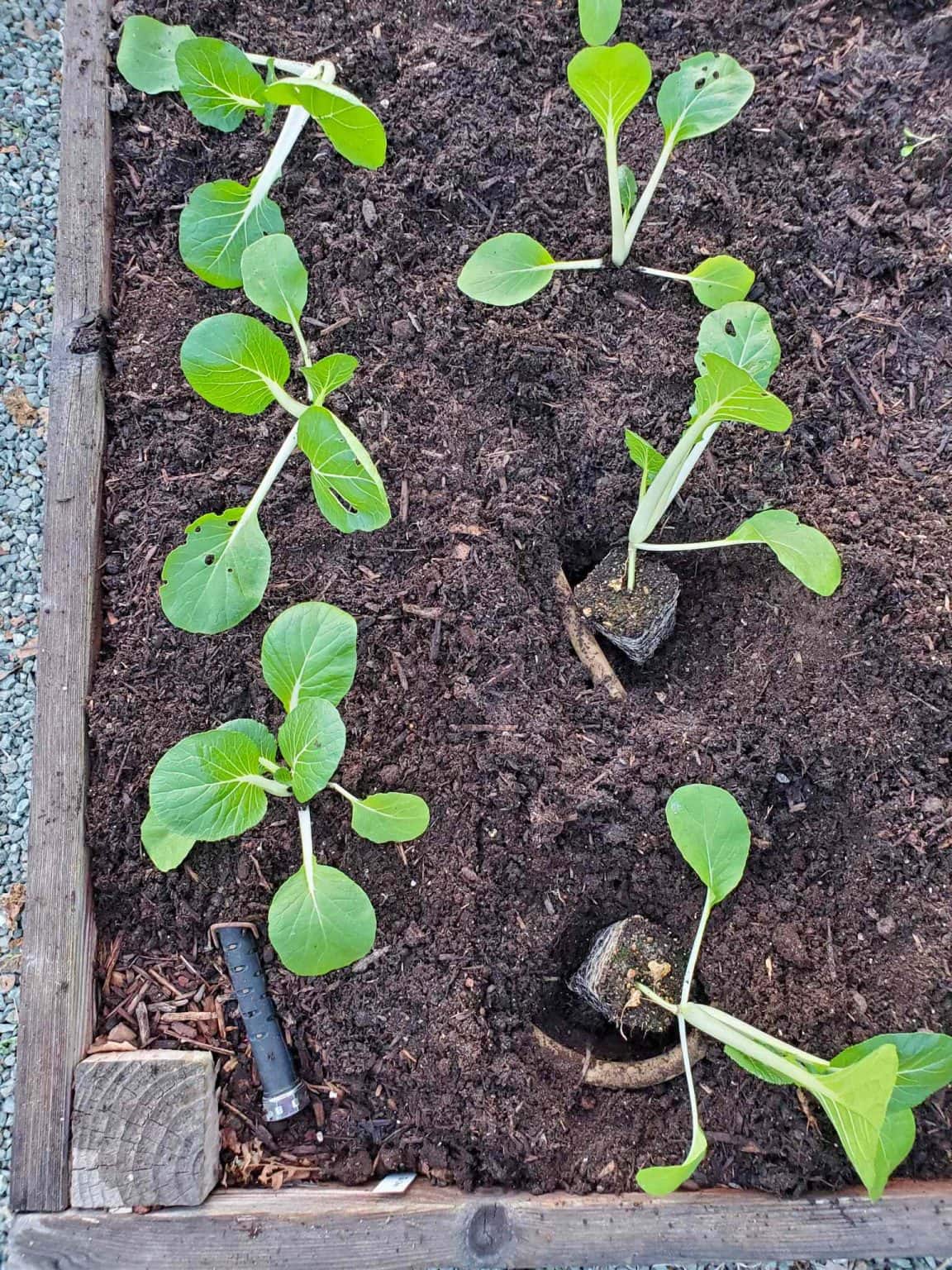Transplanting Seedlings Outside Tips for Success Homestead and Chill