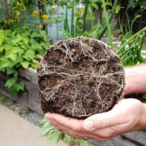 A root ball of a seedling is being held by two hands, roots are forming along the bottom of the root ball.