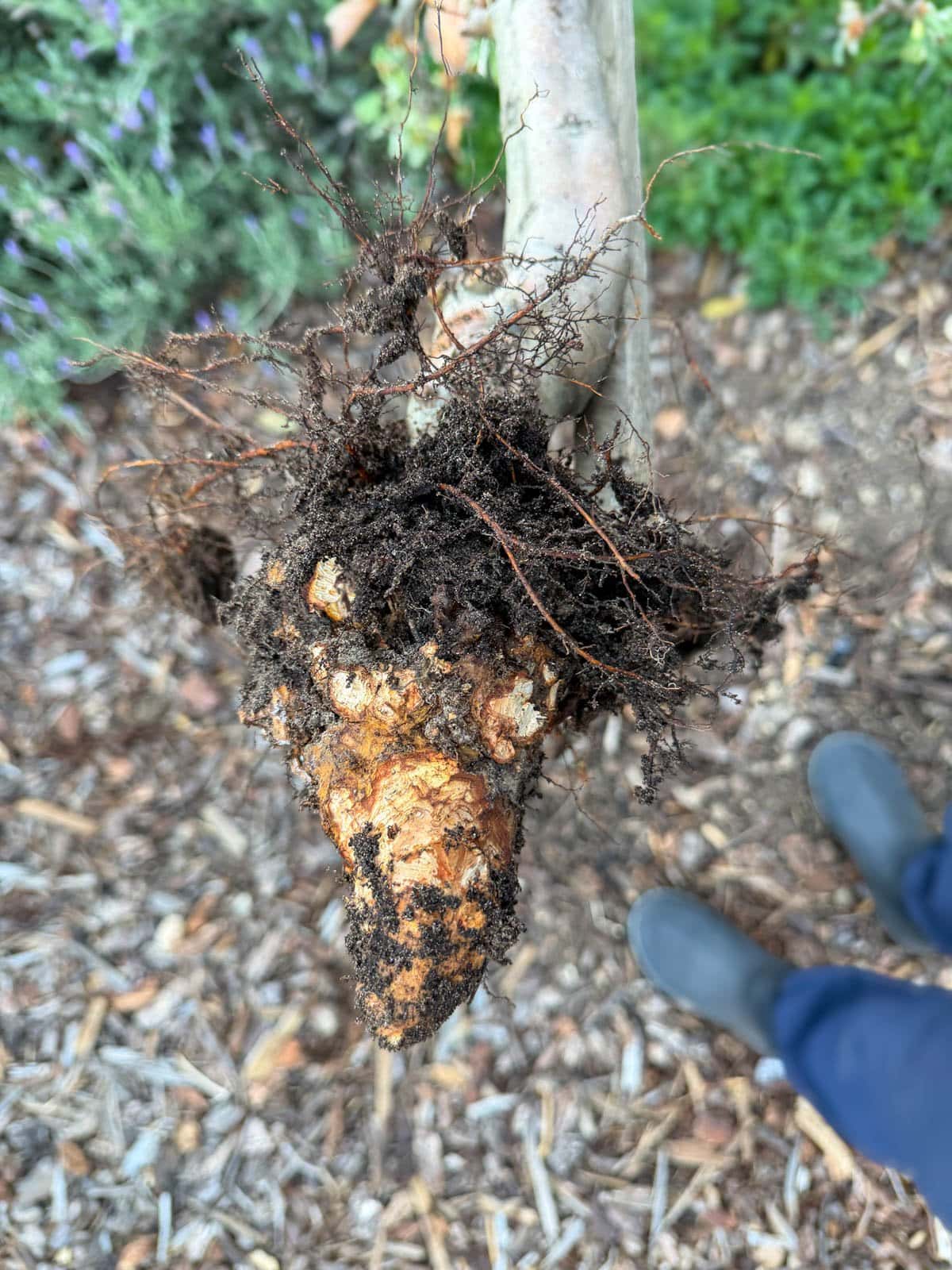 The root ball of a fruit tree that has been chewed to a stump by gophers.