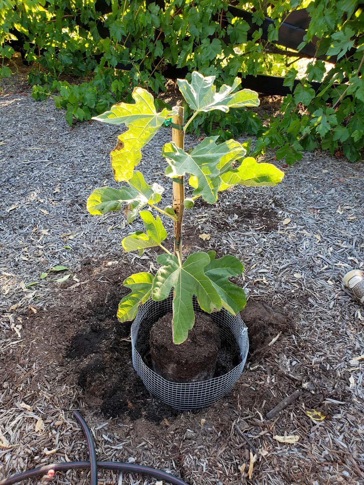DIY Gopher Baskets: Fruit Tree Root Protection Guide