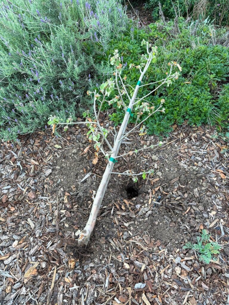 How to Make a DIY Gopher Basket for Fruit Trees ~ Homestead and Chill