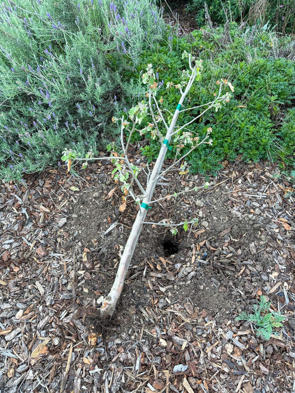 A fruit tree has been pulled out of the ground as its roots have been completely chewed off. The hole where the tree was planted is next to it.