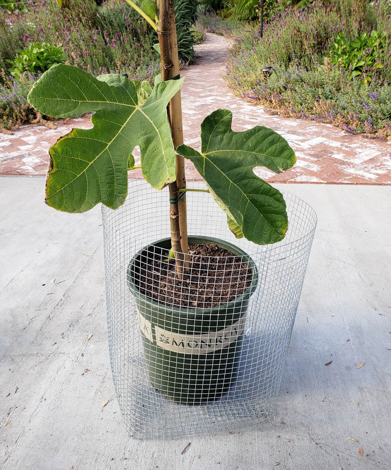 A young tree inside of a pot is set inside of a homemade gopher basket.