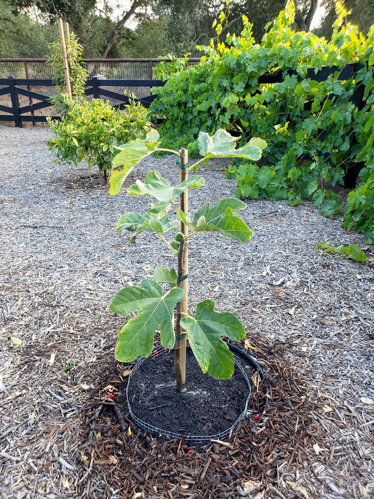A young fig tree fully planted in the ground, inside of a homemade gopher basket.